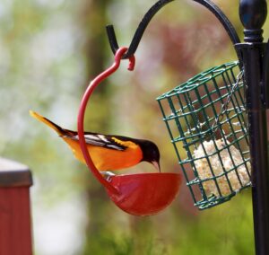 SAMUEL: How to stop your house cat from killing wild birds